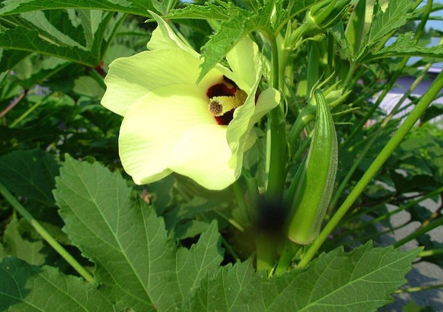 abelmoschus-esculentus.jpg