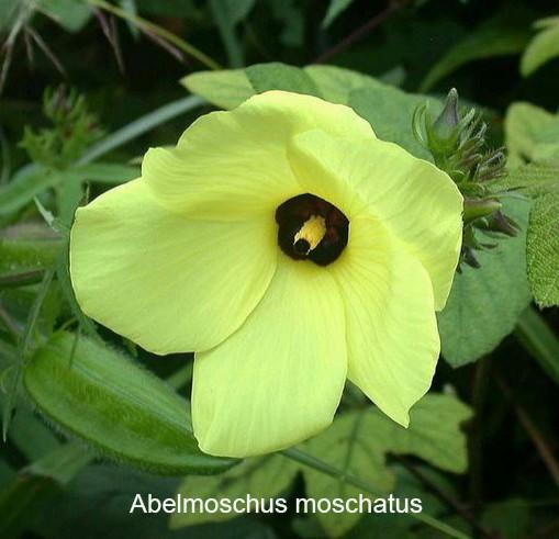 abelmoschus-moschatus.jpg