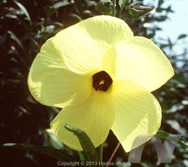 abelmoschus_manihot.jpg