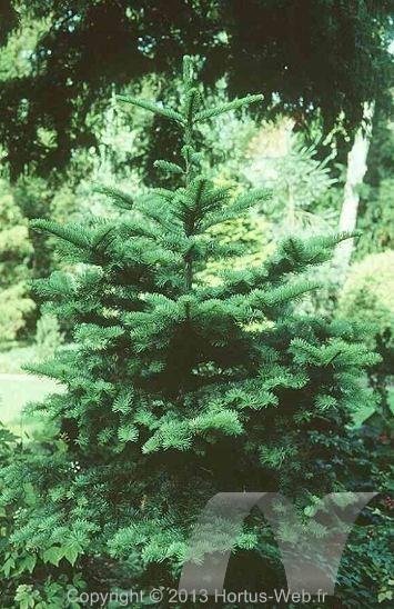 abies_concolor_aurea.jpg
