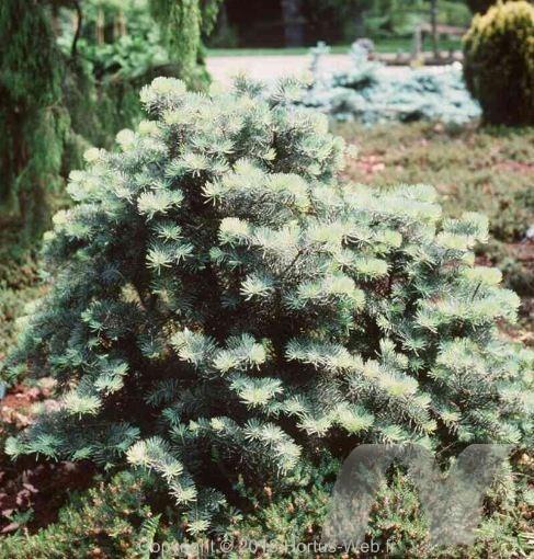 abies_concolor_compacta.jpg