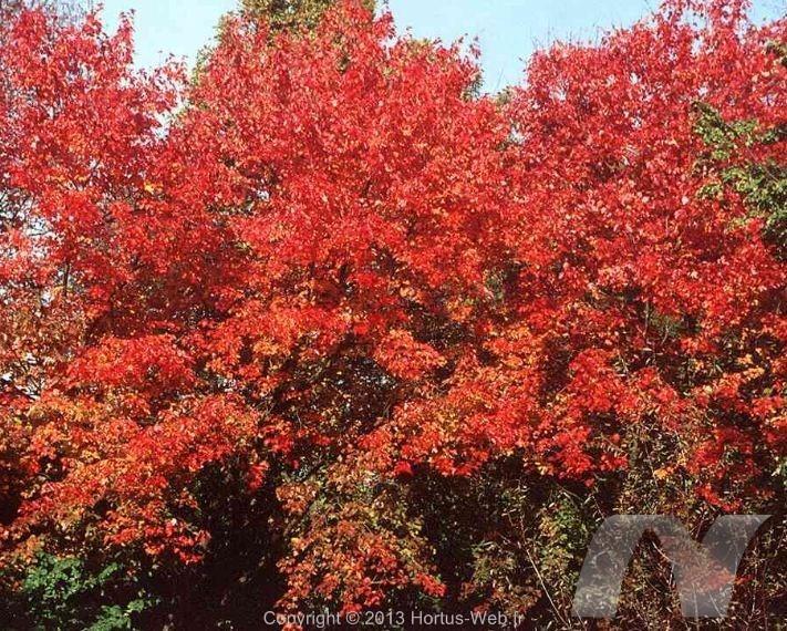 acer_rubrum_wagneri.jpg