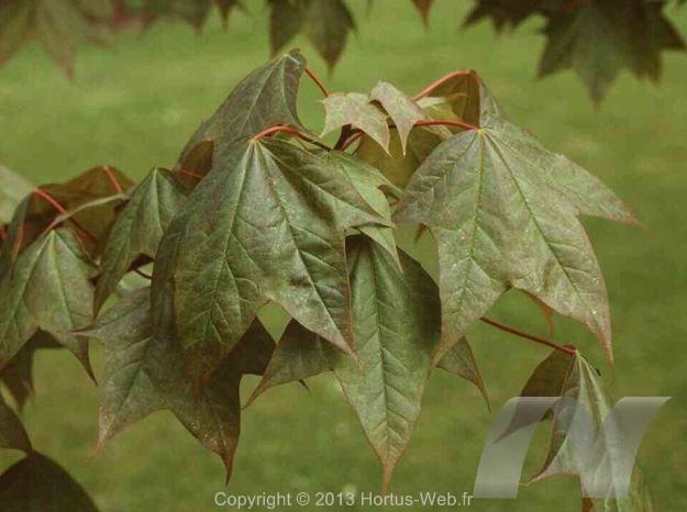 acer_truncatum.jpg