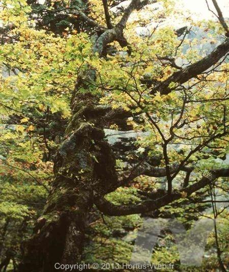 acer_truncatum_mono.jpg