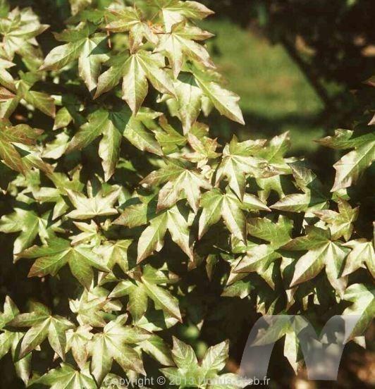 acer_zoeschense_annae.jpg