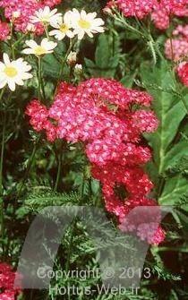 achillea_millefolium_cerise_queen.jpg
