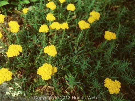 achillea_tomentosa.jpg