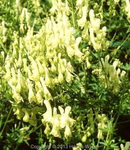 aconitum_lamarckii.jpg