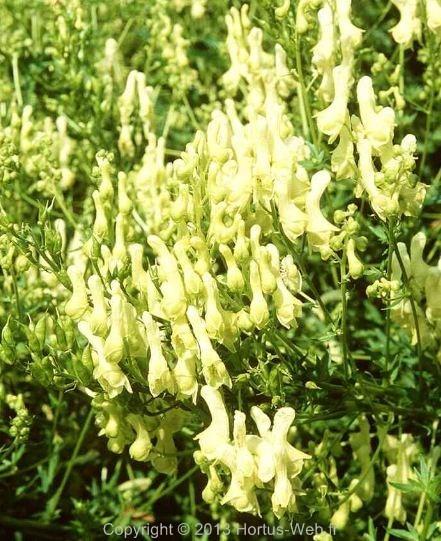 aconitum_ranunculifolium.jpg