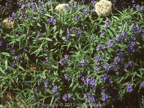 aegonychon_purpurocaeruleum.jpg