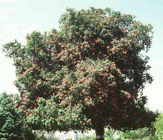 aesculus_carnea_briotii.jpg