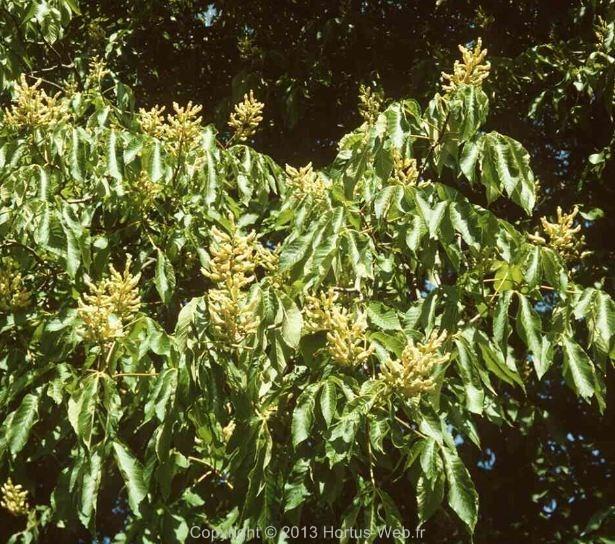 aesculus_lutea.jpg