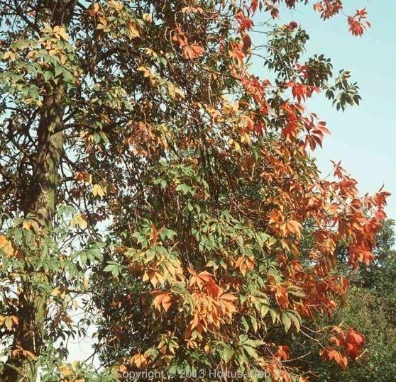 aesculus_versicolor.jpg