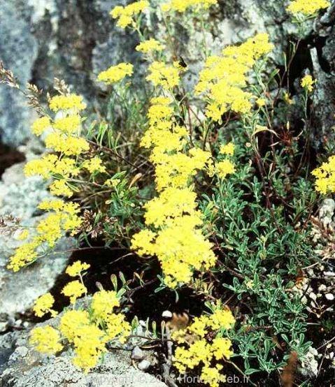 alyssum_argenteum.jpg