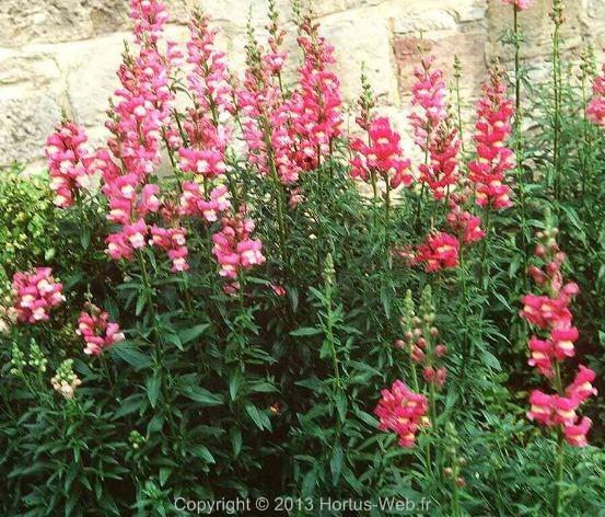 antirrhinum_majus.jpg