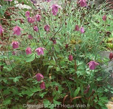 aquilegia_ecalcarata.jpg