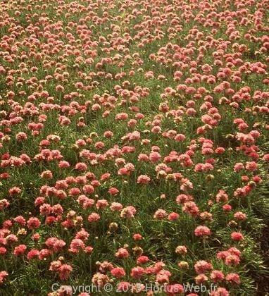 armeria_maritima_fruhlingszauber.jpg