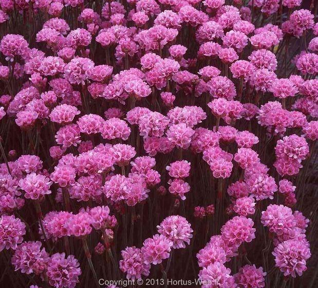 armeria_maritima_rosea.jpg