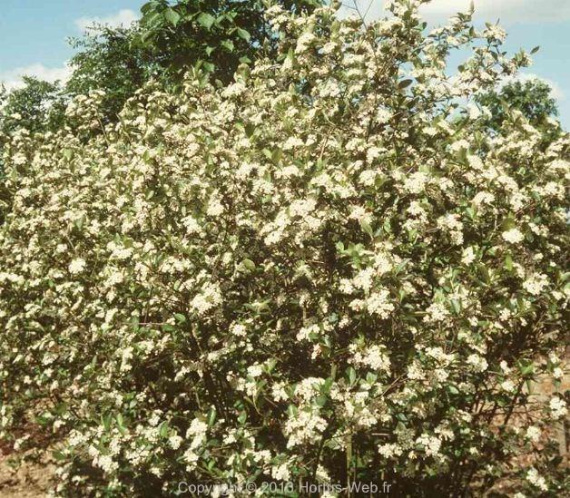 aronia_floribunda.jpg