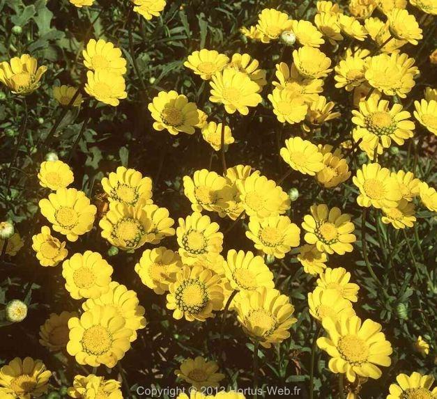 coleostephus_multicaulis.jpg