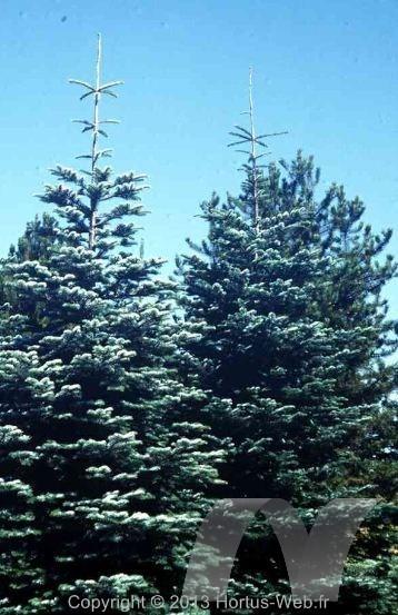 abies_amabilis.jpg