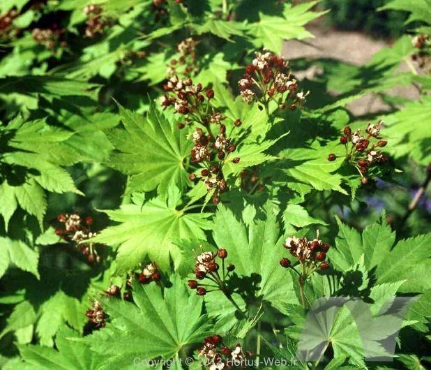 acer_shirasawanum.jpg