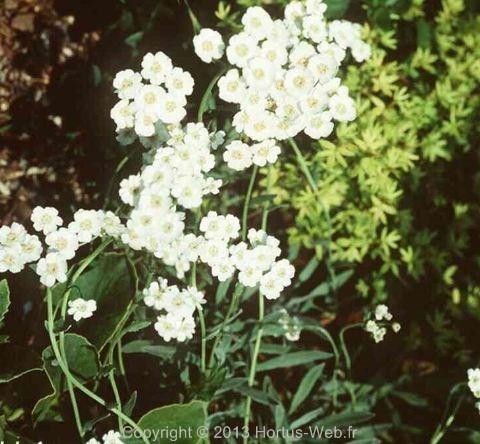 achillea_serbica.jpg