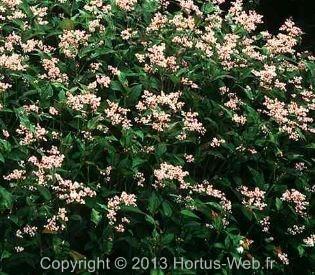 aconogonon_campanulatum.jpg