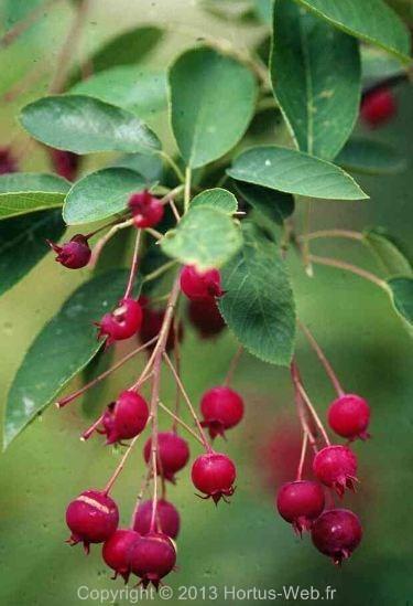 amelanchier_grandiflora_ballerina.jpg