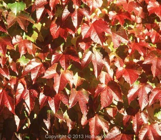 ampelopsis_veitchii.jpg