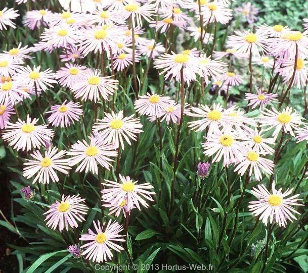 aster_tongolensis_napsbury.jpg