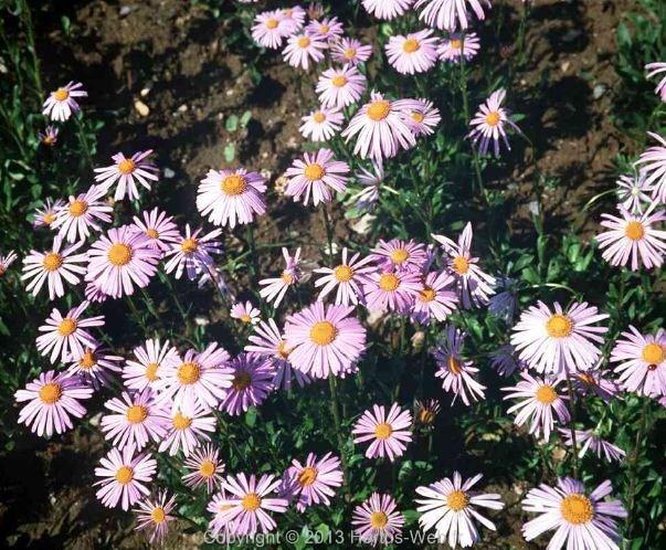 aster_tongolensis_wartburgstern.jpg