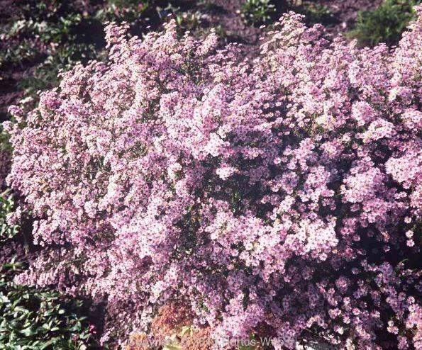 aster_vimineus_lovely.jpg