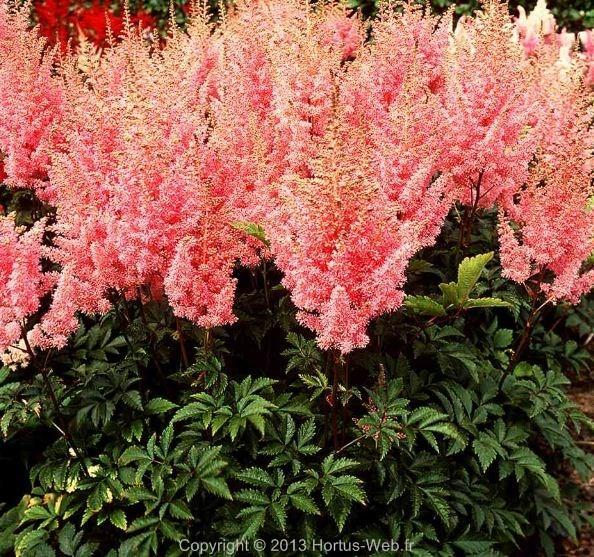 astilbe_arendsii_gloria.jpg