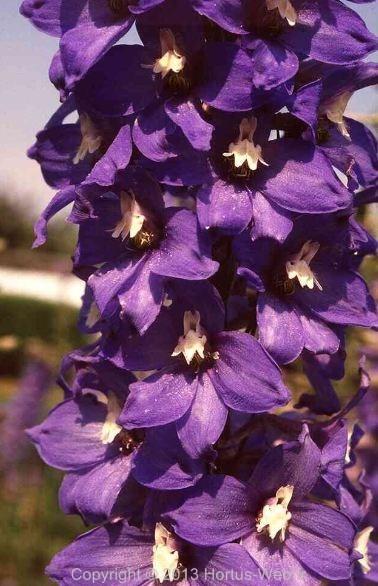 delphinium_elatum_fernzunder.jpg