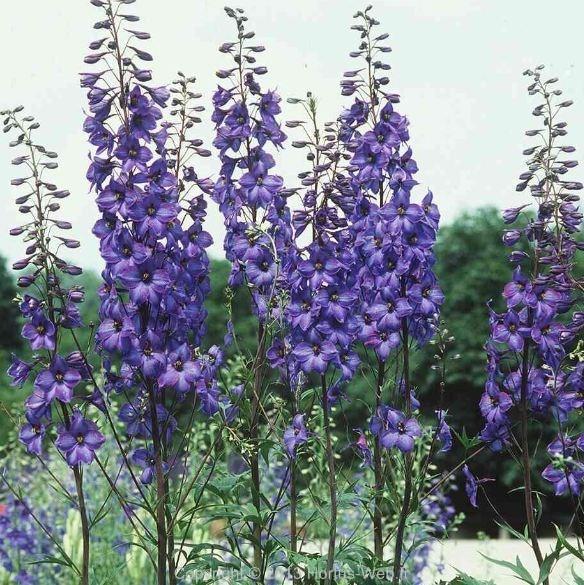 delphinium_elatum_finsteraarhorn.jpg