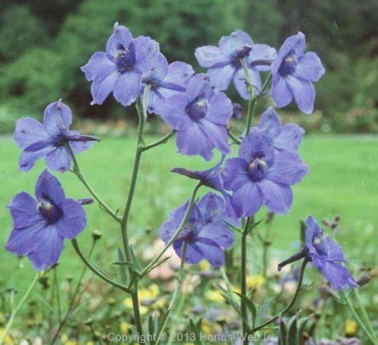 delphinium_grandiflorum_chinense.jpg
