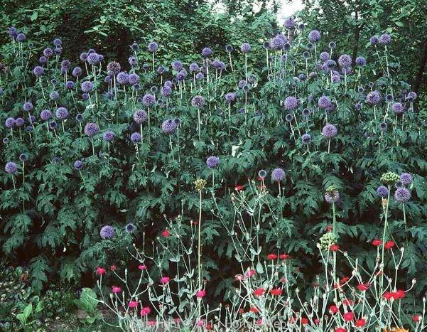 echinops_bannaticus.jpg
