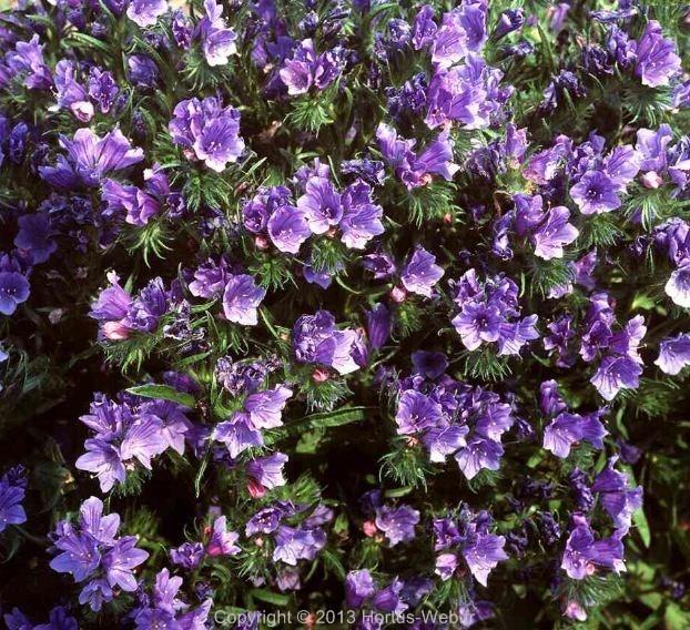 echium_lycopsis.jpg