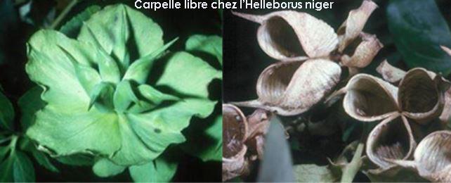 carpelle helleborus niger 