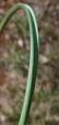 feuille canaliculéeMuscari neglectum