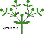 cyme bipare