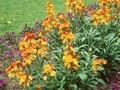 erysimum cheiri
