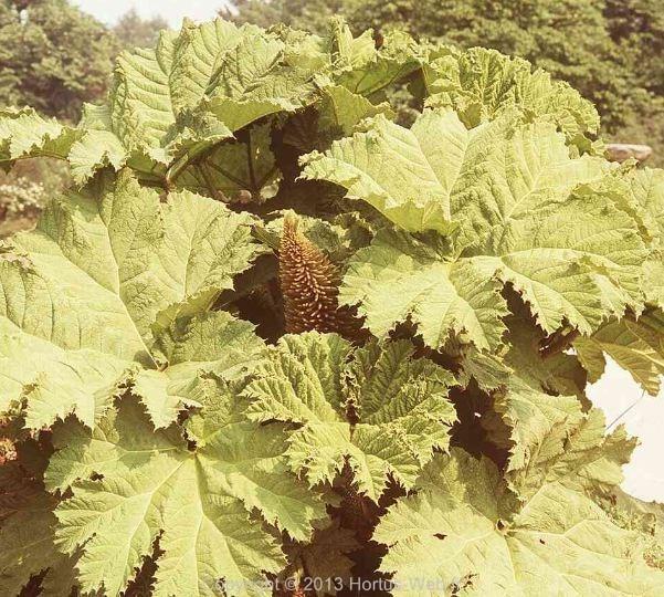 gunnera_scabra.jpg
