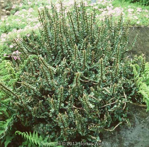 hedera_helix_conglomerata.jpg