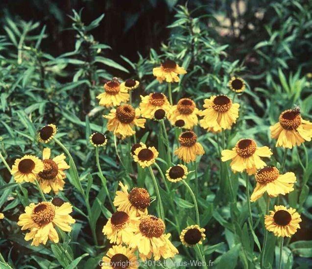 helenium_bigelovii.jpg