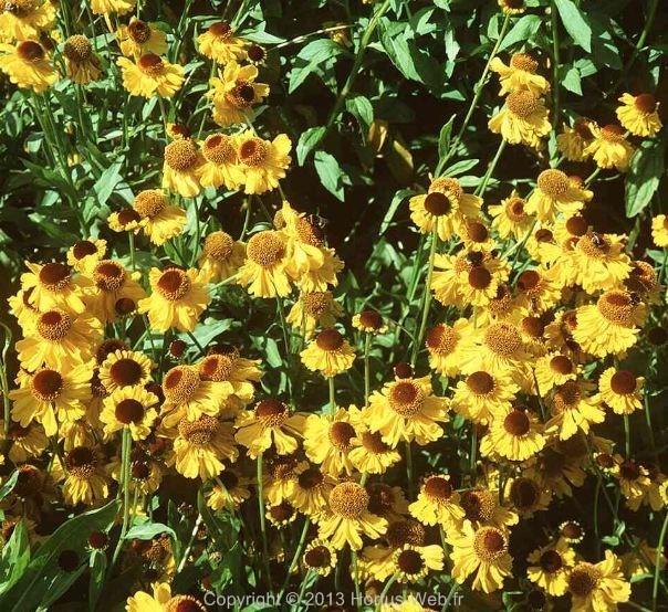 helenium_bigelovii_superbum.jpg