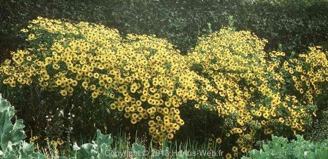 helenium_gartensonne.jpg