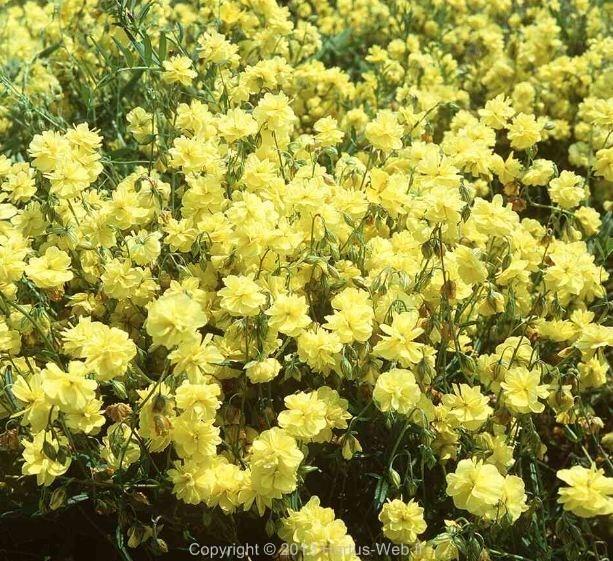 helianthemum_gelbe-perle.jpg