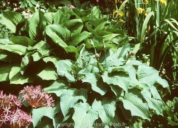 hosta_fluctuans.jpg